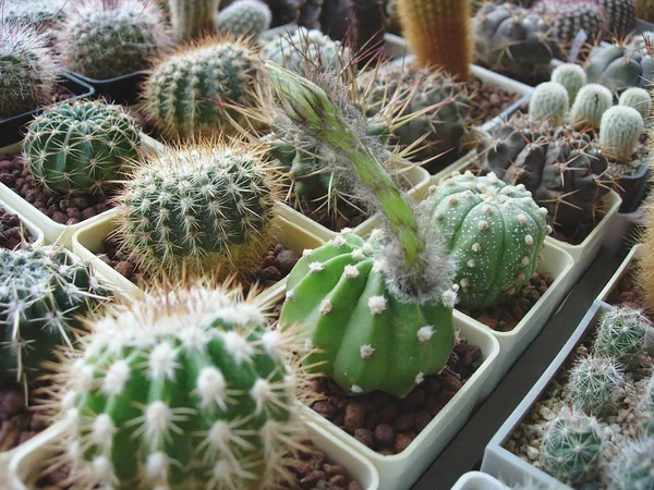 Cactus Echinopsis subdenudata avec bourgeon laineux . — Photo