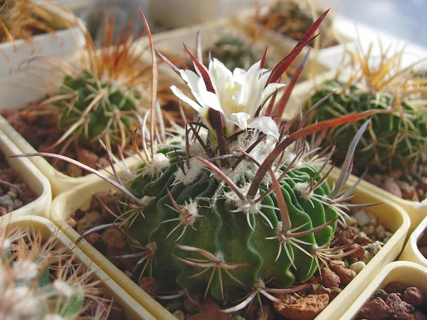 평평한 쪽이와 오순절 선인장 Stenocactus erectocentrus Sb286 — 스톡 사진