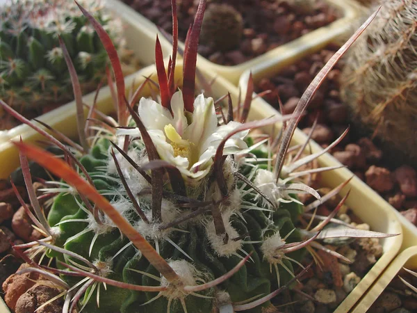 Cactus Stenocactus erectocentrus SB286 com espinhas planas e espinhas brancas — Fotografia de Stock