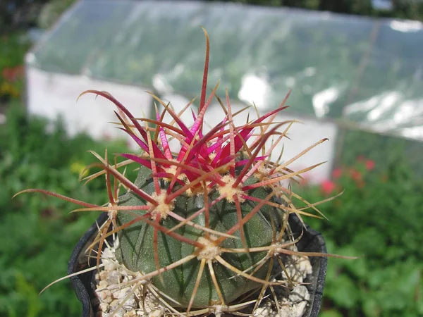Små exemplar av cactus Ferocactus gracilis. — Stockfoto