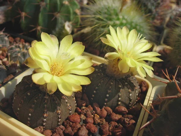 Pequeño cactus Frailea castanea con tallo marrón . —  Fotos de Stock