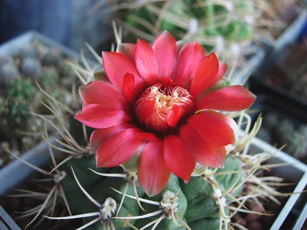 Cactus Gymnocalycium baldianum LB1243 com flores vermelhas . — Fotografia de Stock