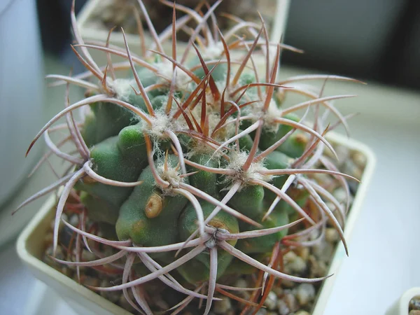 Cactus Gymnocalycium ferox Agua de Ramon avec de puissantes épines . — Photo