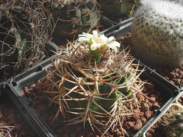 Antiguo espécimen floreciente de cactus Gymnocalycium ferox . —  Fotos de Stock