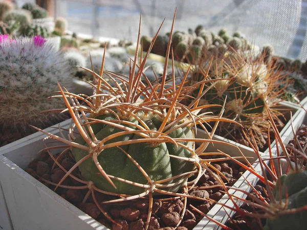 Cactus Gymnocalycium mazanense var. polycéphale P223 avec très — Photo