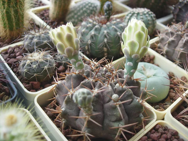 Cactus Gymnocalycium mégatae avec tige brune et bourgeons verts . — Photo