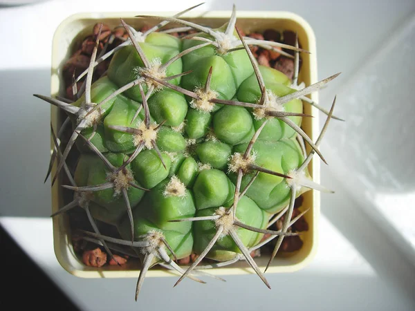 Cactus Gymnocalycium mostii avec épines fortes . — Photo