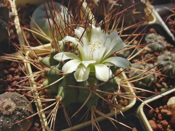 Cactus Gymnocalycium pungens med blommor. — Stockfoto