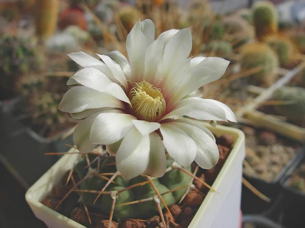 Unga exemplar av cactus Gymnocalycium vatteri Vg415. — Stockfoto
