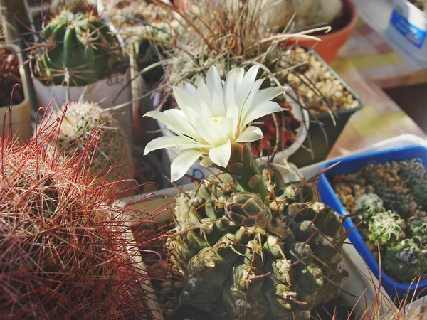 Ancien spécimen de cactus Gymnocalycium vatteri . — Photo