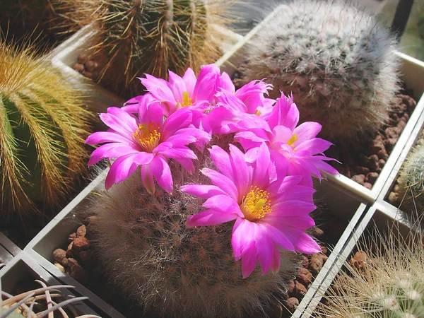 Spécimen mature de cactus Krainzia guelzowiana . — Photo