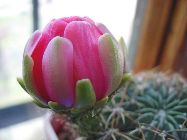 Cactus Lobivia cabbvar. Флора с крупными цветками . — стоковое фото