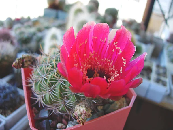 Cactus Lobivia cinnabarina var. grandiflore avec de grandes fleurs . — Photo