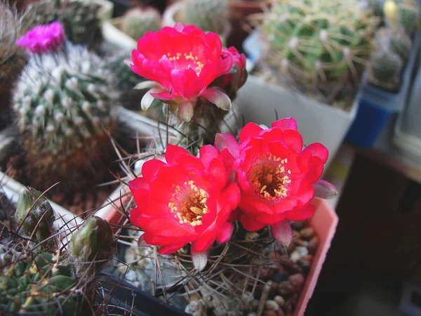 Cactus Lobivia hertrichiana med blommor. — Stockfoto