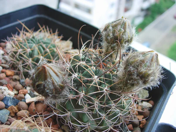 Cactus Lobivia jajoiana med wooly knoppar. — Stockfoto