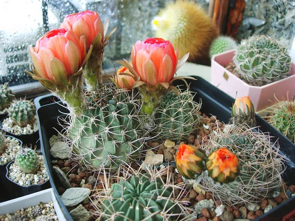 Spécimens matures de cactus Lobivia jajoiana . — Photo