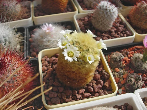 Cactus Mammillaria carmenae com flores pequenas . — Fotografia de Stock