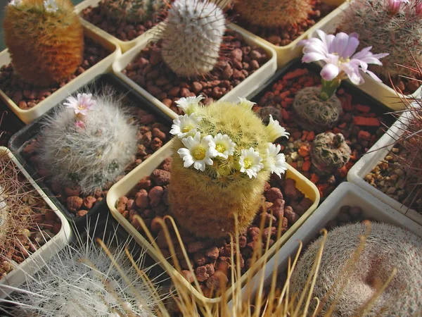 Cactus Mammillaria carmenae met kleine bloemen. — Stockfoto