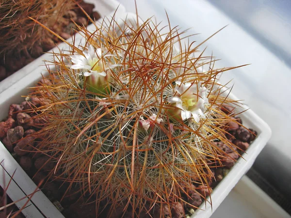 Cactus Mammillaria scolorimento var. longispina Rog530 con pallido flo — Foto Stock