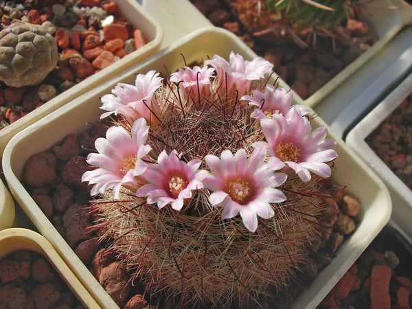 Cactus densamente espinosos Mammillaria jaliscana Rog500 con flores . —  Fotos de Stock