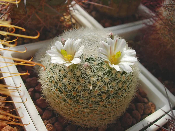 Cactus mammillaria lenta ที่มีกระดูกสันหลังสีขาวหนาแน่น . — ภาพถ่ายสต็อก