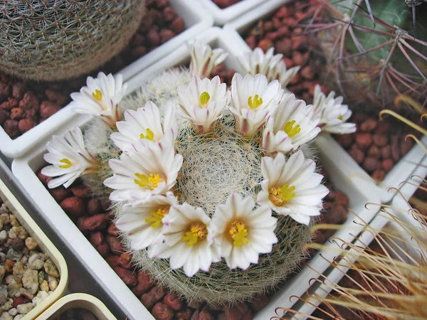 Cactus mammillaria lenta ที่มีกระดูกสันหลังสีขาวหนาแน่น . — ภาพถ่ายสต็อก