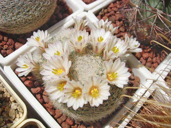Cactus Mammillaria lenta med täta vita Taggar. — Stockfoto