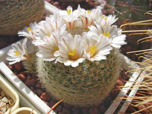 Cactus Mammillaria lenta com espinhos brancos densos . — Fotografia de Stock