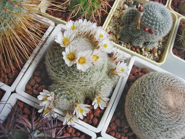 Cactus Mammillaria lenta com espinhos brancos densos . — Fotografia de Stock