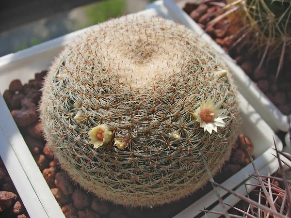 Cactus Mammillaria microthele Rs532 med mycket små blommor. — Stockfoto