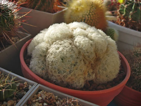 Kudde-bilda cactus Mammillaria plumosa. — Stockfoto