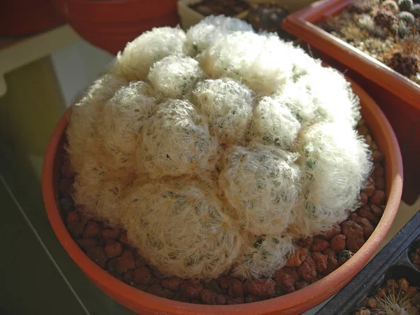Kaktüs Mammillaria plumosa yastık şekillendirme.