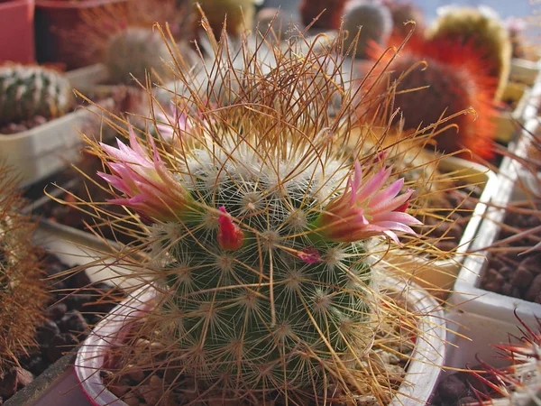 Cactus Mammillaria rekoi var. leptacantha aux fleurs . — Photo