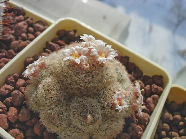 Cactus Mammillaria roseocentra P299 med blommor. — Stockfoto