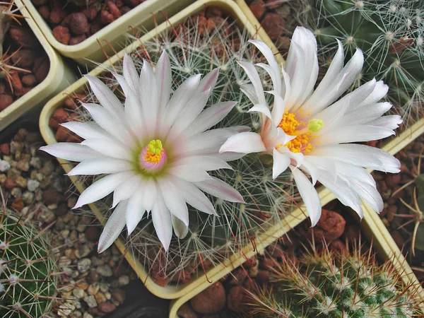 Cactus rare Mammillaria zephyranthoides à grandes fleurs . — Photo