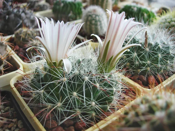 Cacto raro Mammillaria zephyranthoides com flores grandes . — Fotografia de Stock