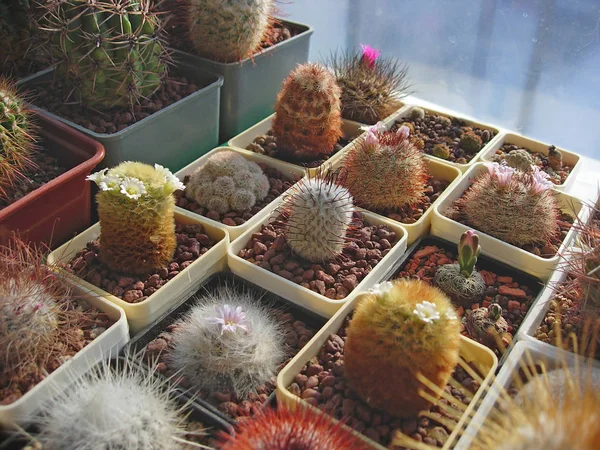 Différentes espèces de cactus du genre Mammillaria . — Photo