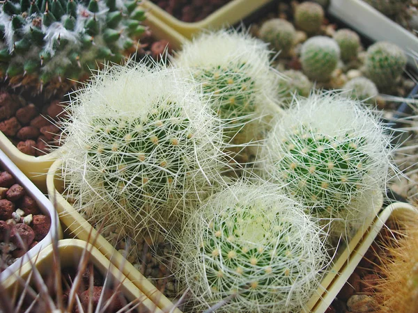 Densely-spined seedlings of cactus Matucana roseoalba L173. — Stock Photo, Image