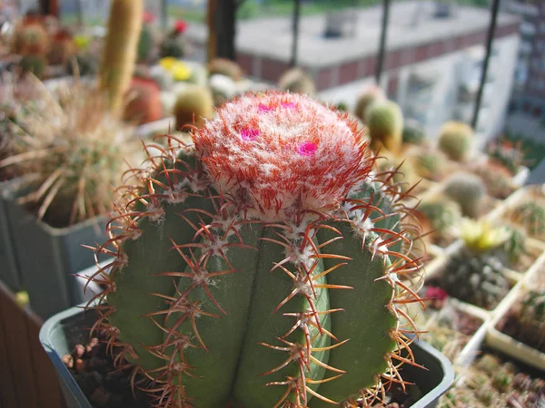 Kaktüs Melocactus matanzanus cephalium ve çiçeklerle.