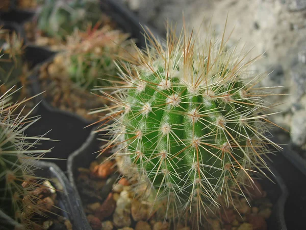 Unga plantor av cactus Notocactus horstii. — Stockfoto