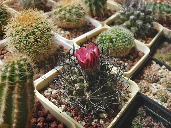 Cactus Neochilenia eriocephala KK1173 con fiori . — Foto Stock