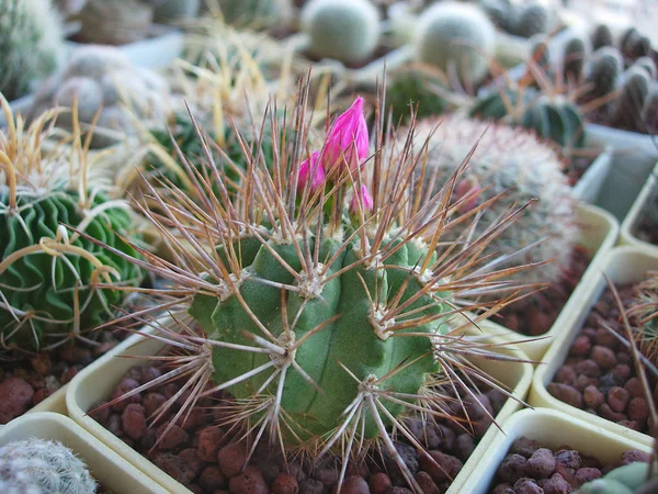 Jeune spécimen de cactus Neoporteria wagenknechtii var. napina F — Photo