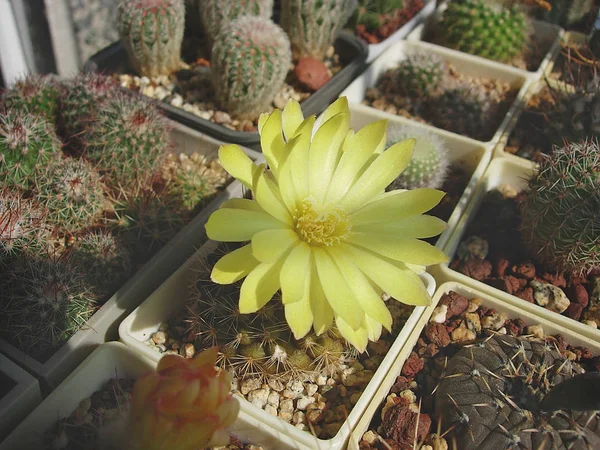 Cactus à fleurs jaunes Parodia cardenasii / — Photo