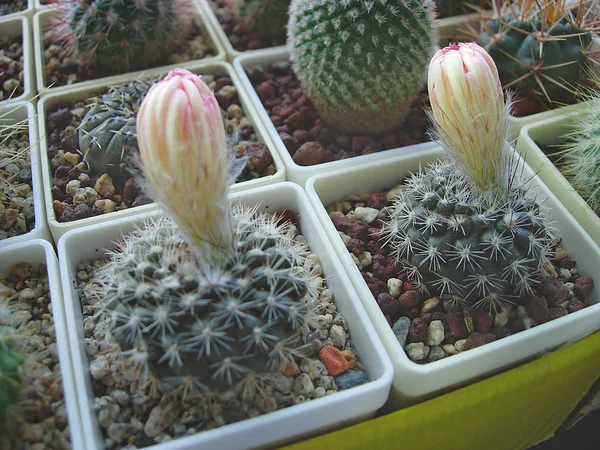 Yellow-flowering cactus Parodia cardenasii/ — 图库照片