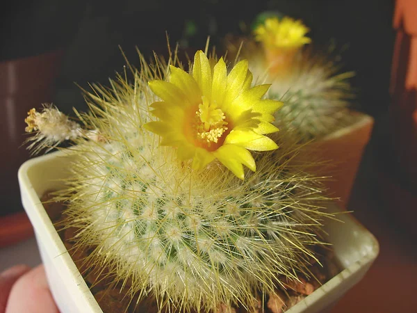 Cactus Parodia chrysacanthance OF67/80 มีกระดูกสันหลังสีเหลือง . — ภาพถ่ายสต็อก