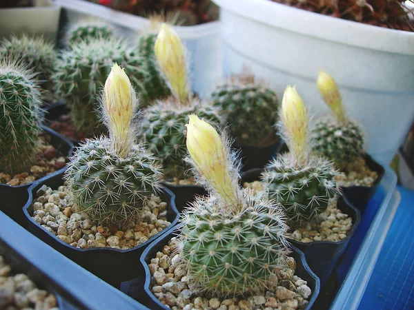 Plántulas jóvenes de cactus Parodia formosa . — Foto de Stock