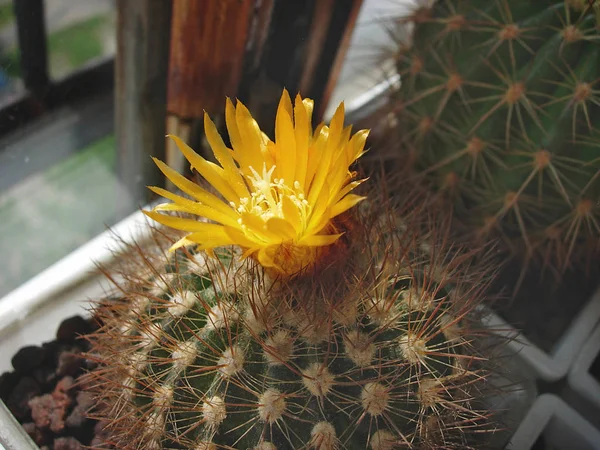 Cactus Parodia gracilis L935 med orangy blommor. — Stockfoto