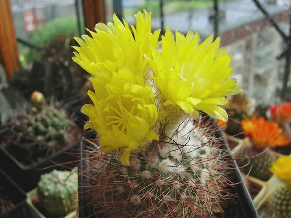 Cactus Parodia macrancistra P151 with flowers. — Stock Photo, Image