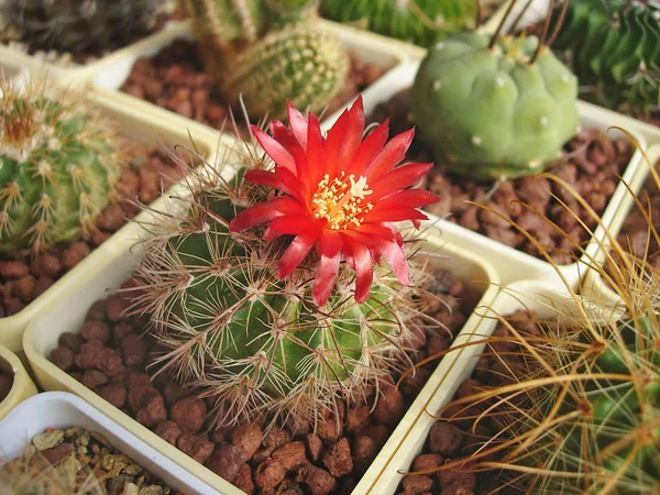 Cactus Parodia rosarioana med röda blommor. — Stockfoto
