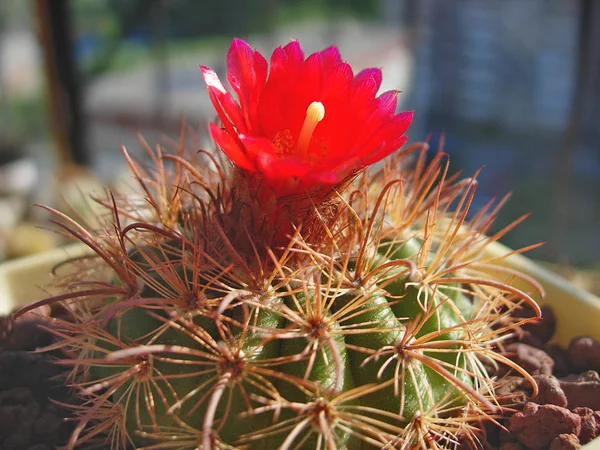 Cactus Parodia rosarioana with red flowers. — Stock Photo, Image